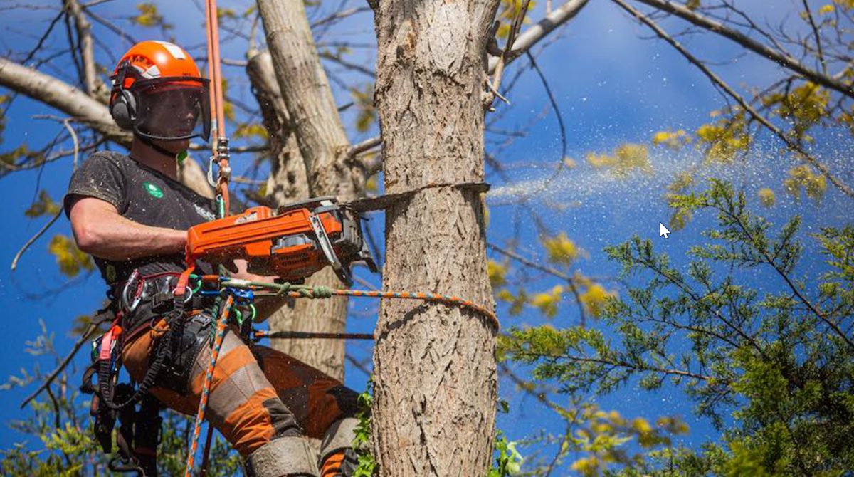 Bromley Tree Surgeon Trees Uk 